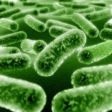 abnormale bacteriën darmen